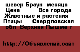 шевер Браун 2месяца › Цена ­ 200 - Все города Животные и растения » Птицы   . Свердловская обл.,Верхняя Пышма г.